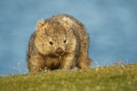 Vombat obecny - Vombatus ursinus - Common Wombat 5134